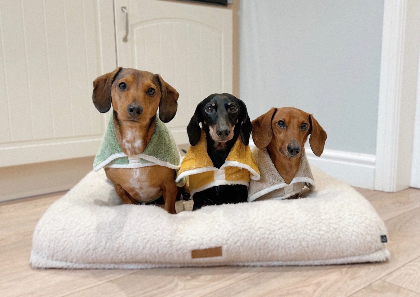 Dachshund Spa & Treatments