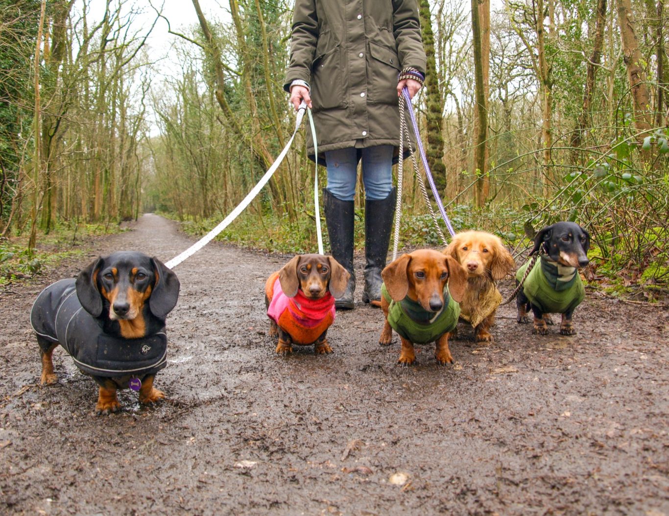 Dachshund Daycare