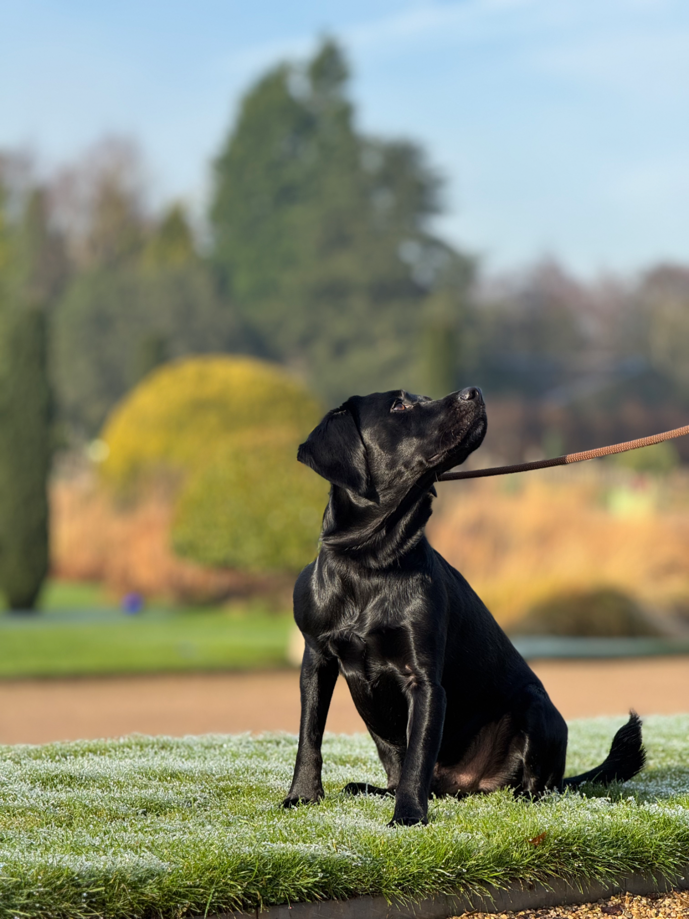 Pet Sitting & Dog Walking