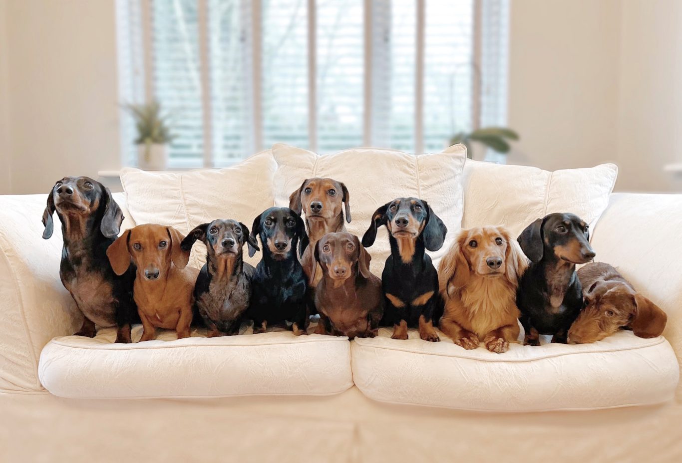 Home From Home Dachshund Boarding